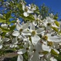 Cornus florida - 8