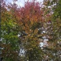 Fagus sylvatica 'Atropunicea' - Foto 6