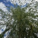 Salix sepulcralis 'Chrysocoma' - Foto 1