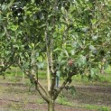 Malus domestica 'Red Elstar' - Foto 2