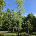 Salix x sepulcralis 'Chrysocoma' - 2