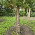 Sequoiadendron giganteum - 3