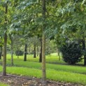 Liquidambar styraciflua - Foto 2