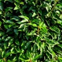 Prunus Lusitanica - Afbeelding 1