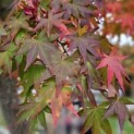 Acer palmatum 'Polymorphum' - Foto 2