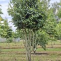 Parrotia persica 'Vanessa' - Foto 1