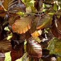 Fagus sylvastica 'Atropunicea' - Foto 2