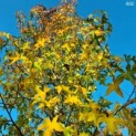#602 Liquidambar styraciflua Mehrstämmiger Amberbaum