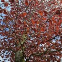 Fagus sylvatica 'Atropunicea' - 2