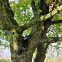 Acer campestre - Foto 1