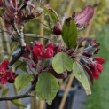 Malus 'Profusion' - 1