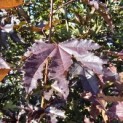 Acer plat. 'Crimson King' - 1