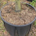 Quercus ilex - Foto 8