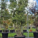 Quercus ilex - 3