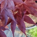 Acer palmatum 'Bloodgood' - Foto 5