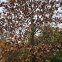 Fagus sylvatica - 4