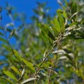 Salix Alba - 1