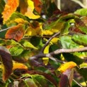 Carpinus Caroliniana