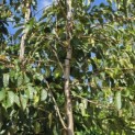 Prunus Yedoensis - Foto 1
