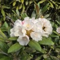 Rhododendron yakushimanum 'Hydon Velvet' - 5