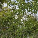 Juglans regia - 3