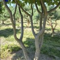Parrotia persica - 1