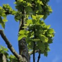 Tilia Tomentosa - 3