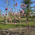 Magnolia 'Lennei' - 4