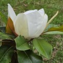 Magnolia grandiflora 'Galissonnière' - 3