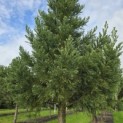 Sequoiadendron giganteum 'Glaucum' - 1