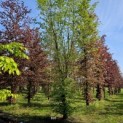 Carpinus betulus - 4