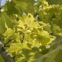 Acer platanoides 'Princeton Gold' - Foto 2