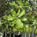 Quercus ilex - 5