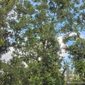 Quercus ilex - 2