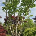 Heptacodium miconioides - Foto 1