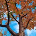 Acer griseum x nikoense - Foto 3