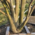 Magnolia 'Soulangeana' - 5