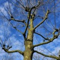 Platanus x hispanica - januari 2025