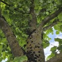 Tilia platyphyllos - Foto 4