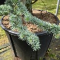 Cedrus libani 'Glauca' - 2