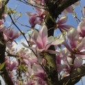 Magnolia soulangeana - Foto 1