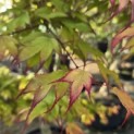 Acer palmatum 'Tsumabeni' - 1