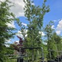 Quercus ilex - 1