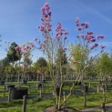 Magnolia 'Betty' - 1