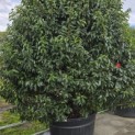 Prunus Lusitanica - 3
