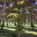 Fagus sylvatica 'Atropunicea' - blad in de schaduw kleurt naar groen