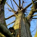 Tilia Tomentosa - 2