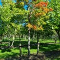 Acer Triflorum - Afbeelding 3