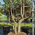 Quercus Suber - Foto 8