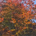 Fagus sylvatica 'Atropunicea' - Foto 1